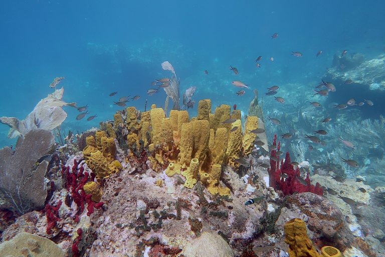 underwater view of a coral reef and the important biodiversity that depends on it. Boulder covered with colourful (yellow and red) corals and sponges and small little fish swimming around. crystal clear waters
