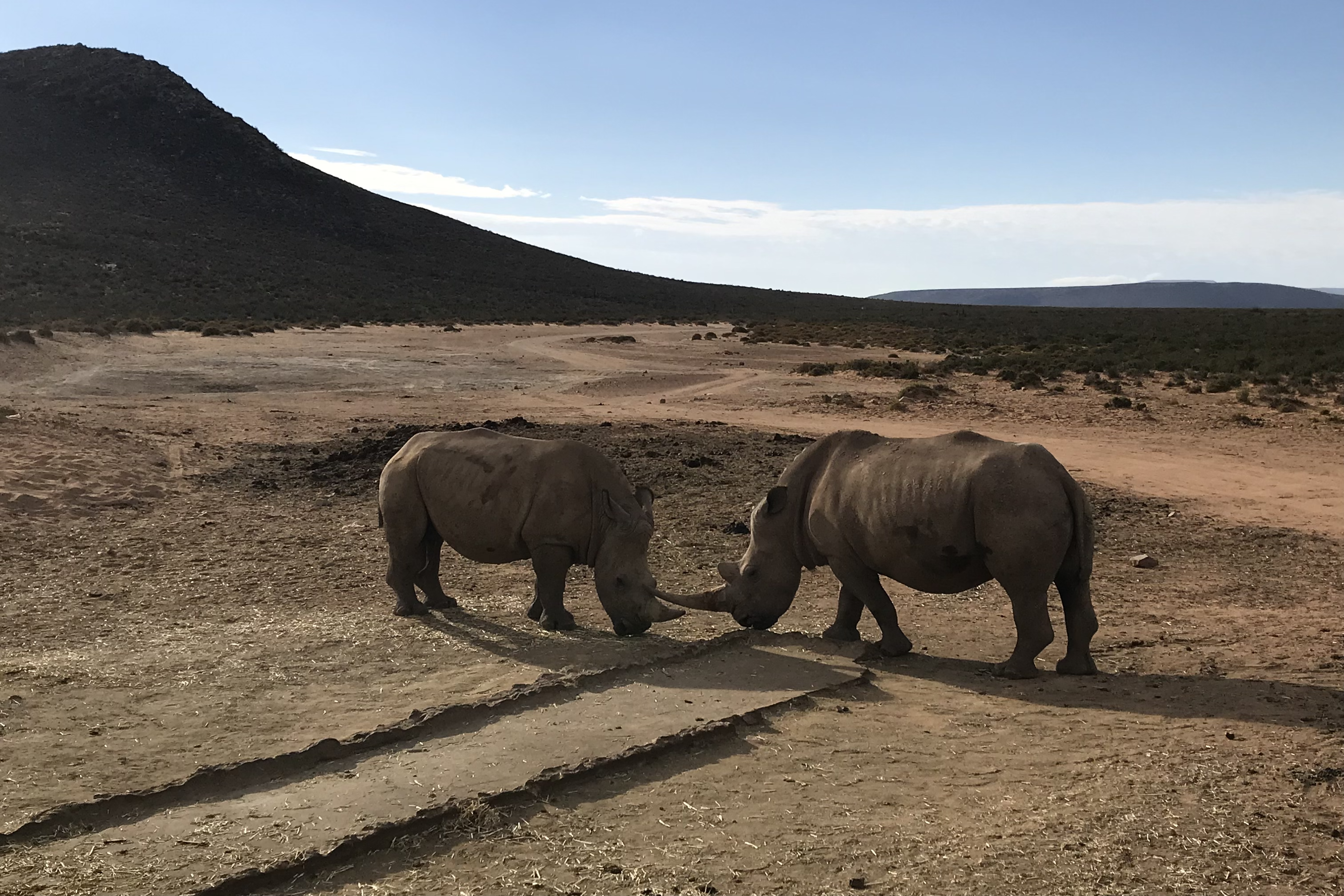 two rhinoceros facing each other head down, some mountains in the background. Natural reserve in South Africa