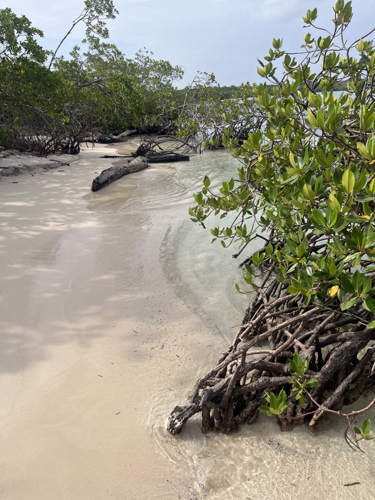 view of mangrove trees and their complex root system, on a beach