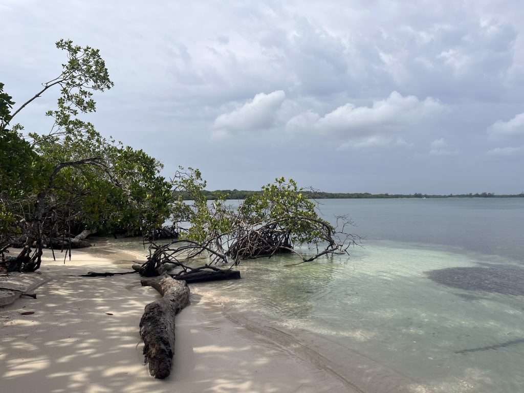 view of a tropical beach at the edge of a mangrove