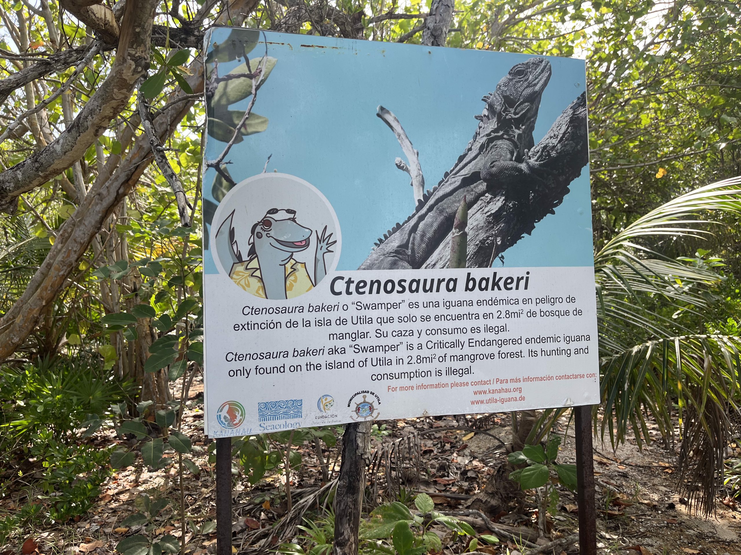 Board at the entrance of a conservation area, depicting the critically endangered and endemic Utila's Swamper