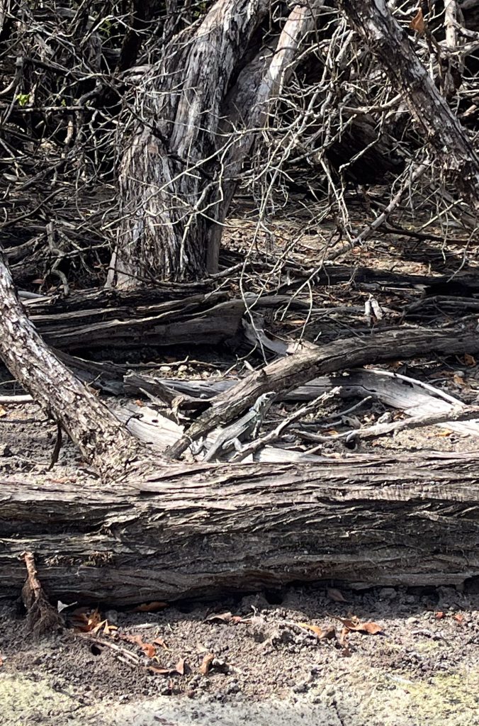 little female spiny-tailed iguana camouflaged in between branches of the mangrove.