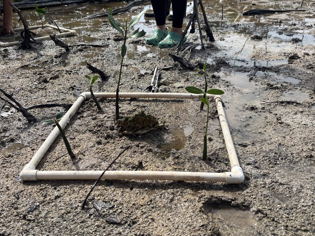 view of a square transect in the mud where mangrove sprouts are being replanted to restore the habitat.