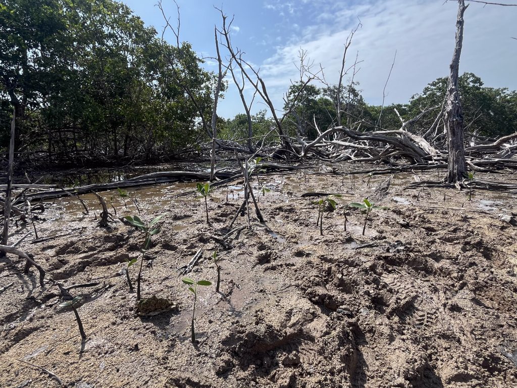 view of a muddy swamp in a cleared mangrove where new sprouts have been replanted for restoration, in a bright sunny day.