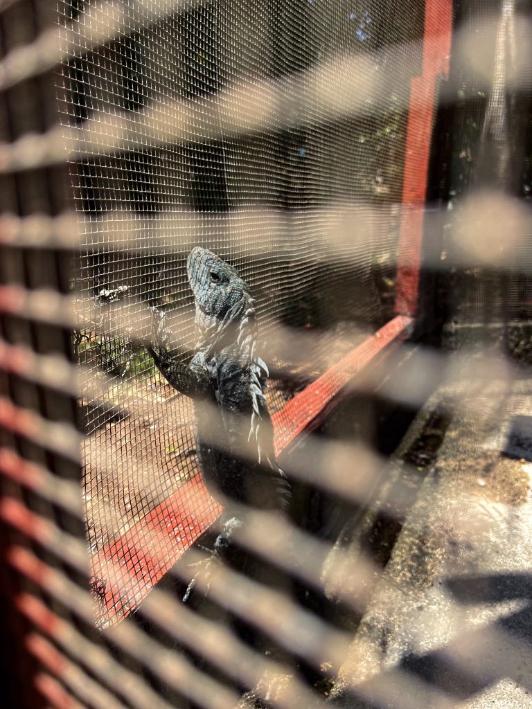 Male spiny-tailed iguana climbing on the metal mesh of an enclosure at a breeding and research centre