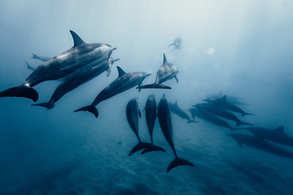 A serene image of a pod of dolphins gracefully swimming underwater, captured in natural light.