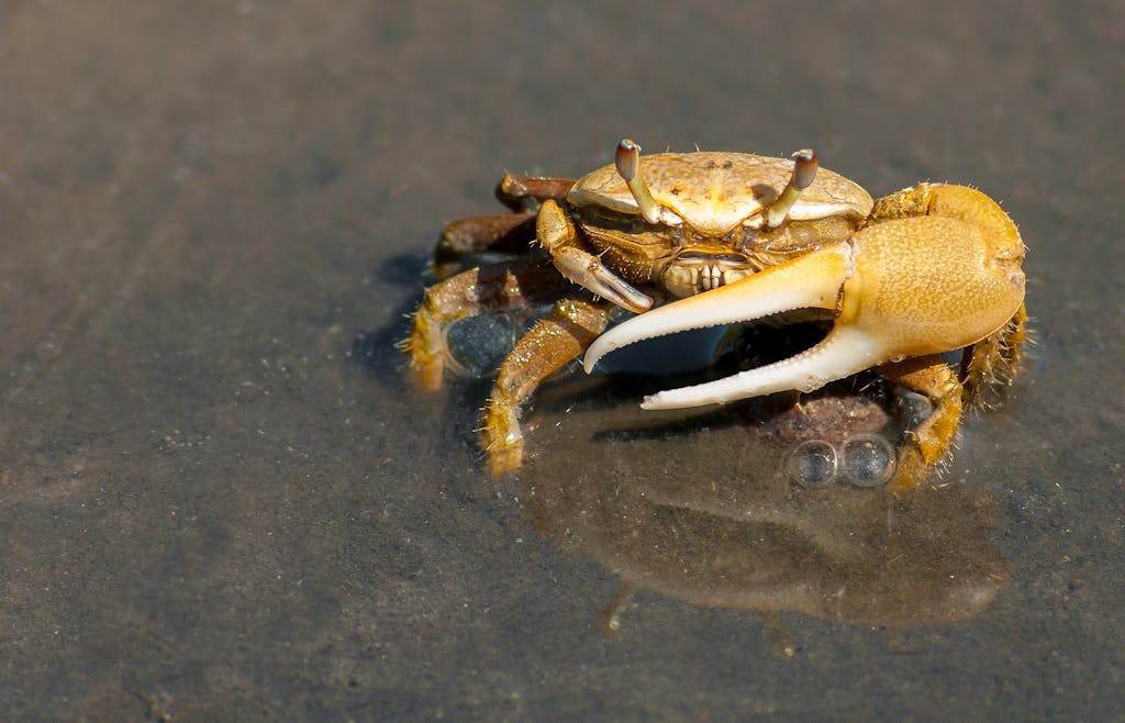 Close-up of a fiddler crab showcasing its reflection on water surface, highlighting texture and detail.