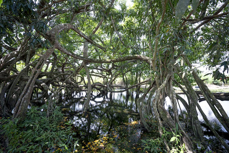 Dense mangrove trees with twisted roots reflecting in a calm lake, Vietnam.