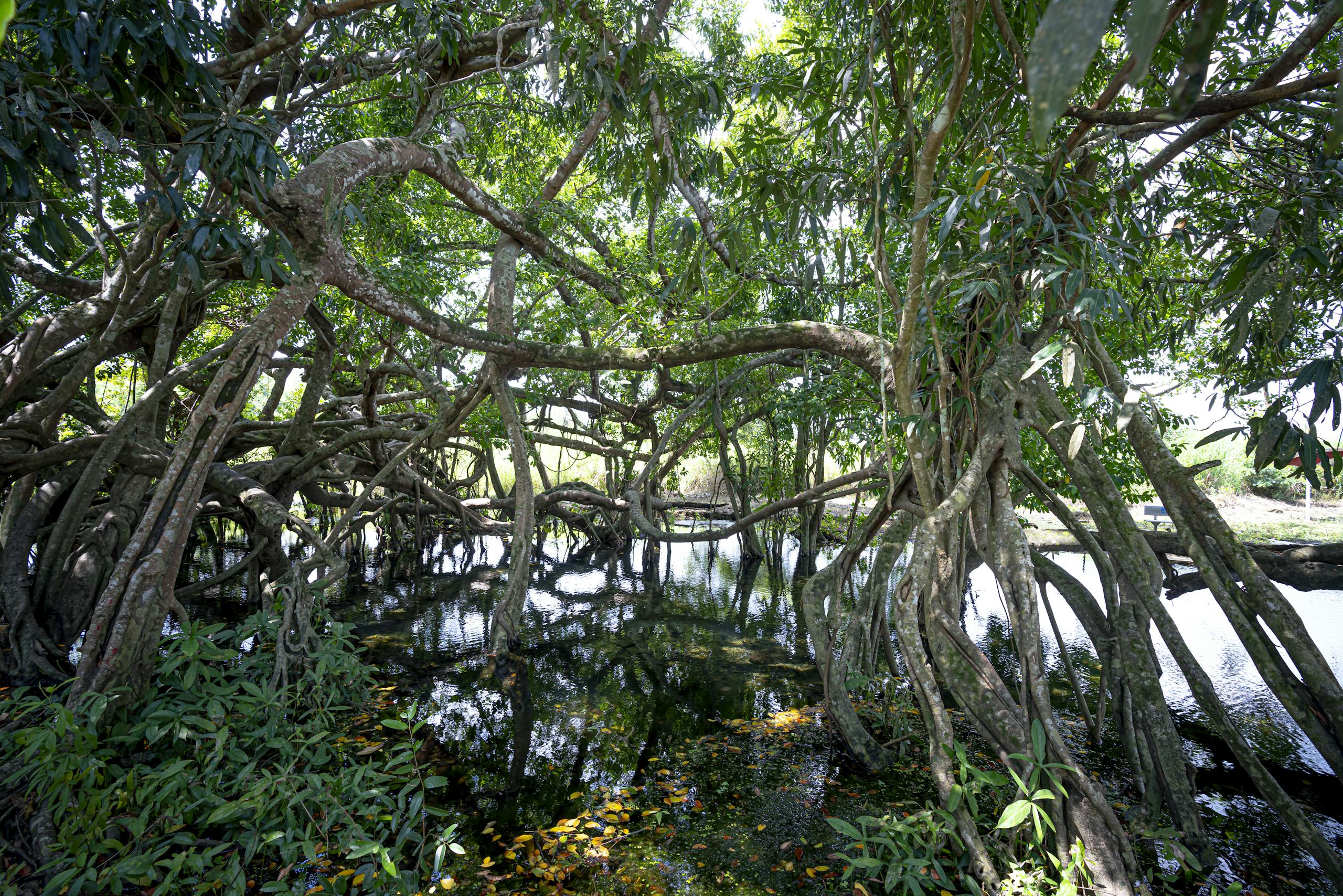 Dense mangrove trees with twisted roots reflecting in a calm lake, Vietnam.