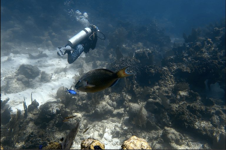 underwater view, parrot fish in the centre of the image with a female scuba diver in the background on the left hand side. The sea bottom is rocky and sandy.