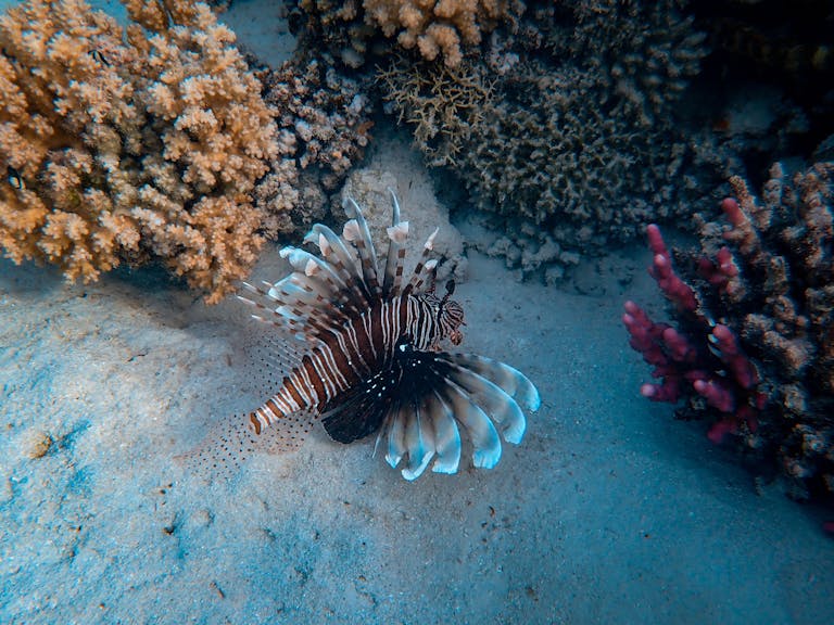 Lionfish swimming amidst colorful coral reef, showcasing marine biodiversity and exotic aquatic life.