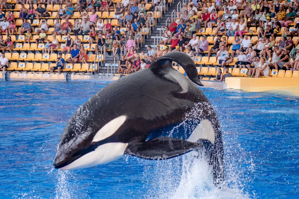 A powerful killer whale performs a jump during a marine park show with a large audience watching.