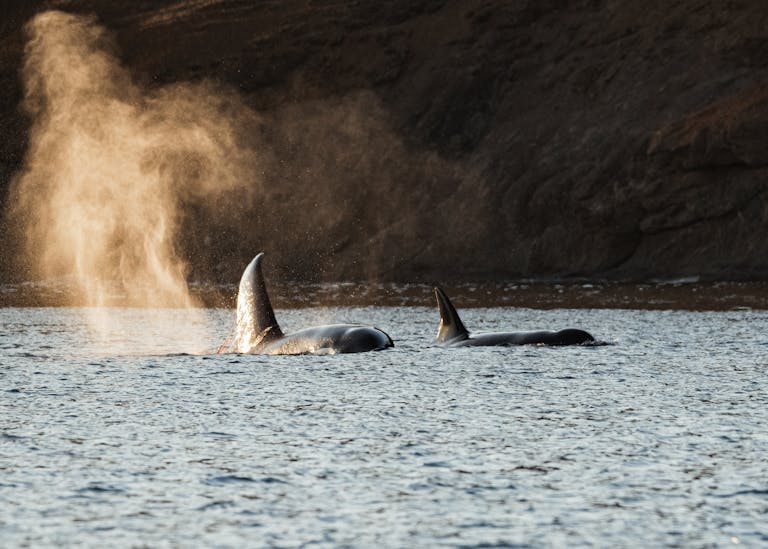 Captivating scene of orcas swimming, emitting misty plumes in the Pacific Northwest.