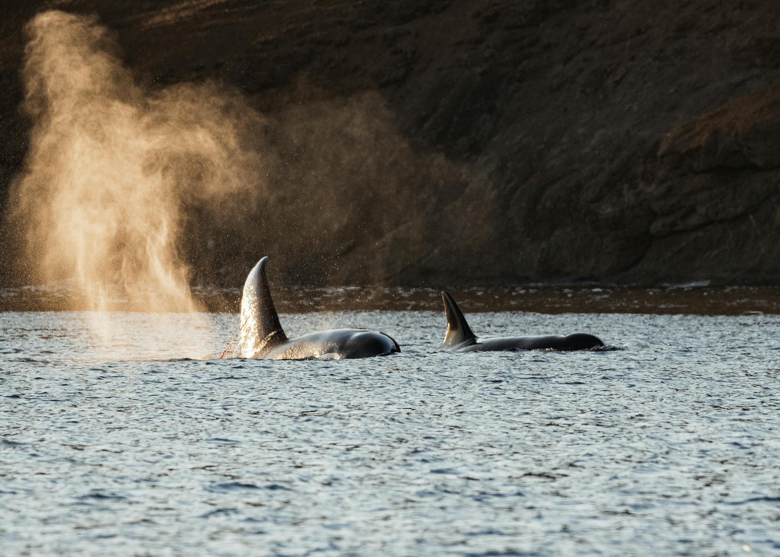 Captivating scene of orcas swimming, emitting misty plumes in the Pacific Northwest.