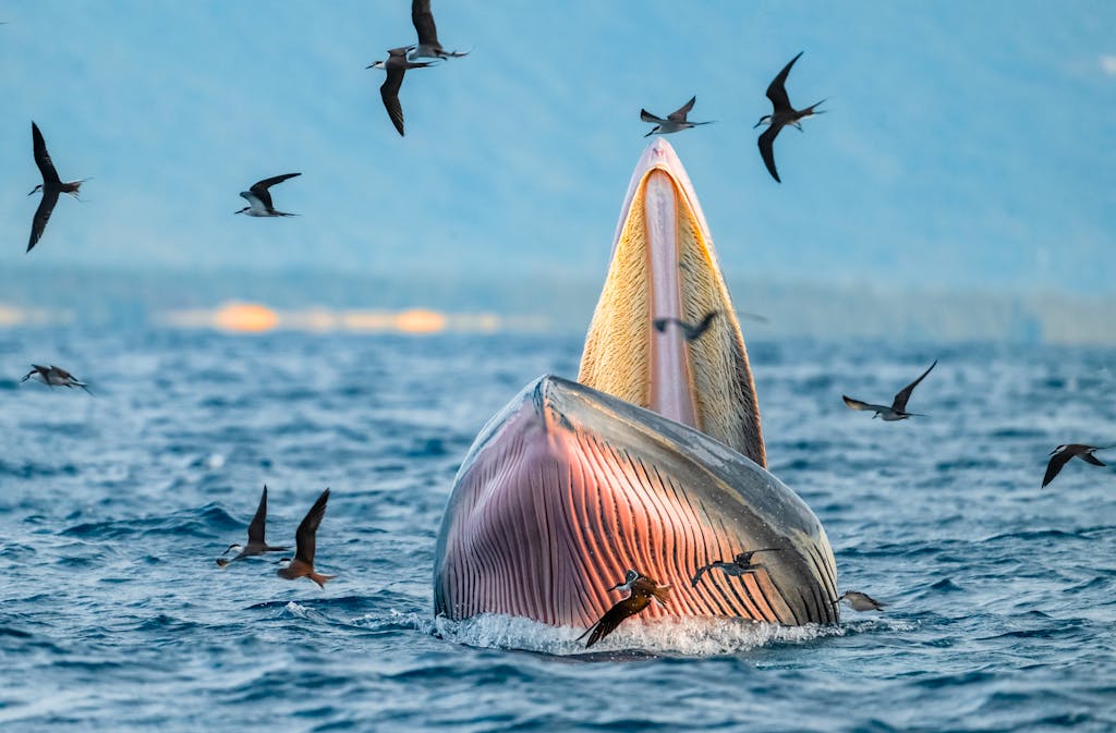 A Bryde's whale feeding at the ocean surface surrounded by seabirds.