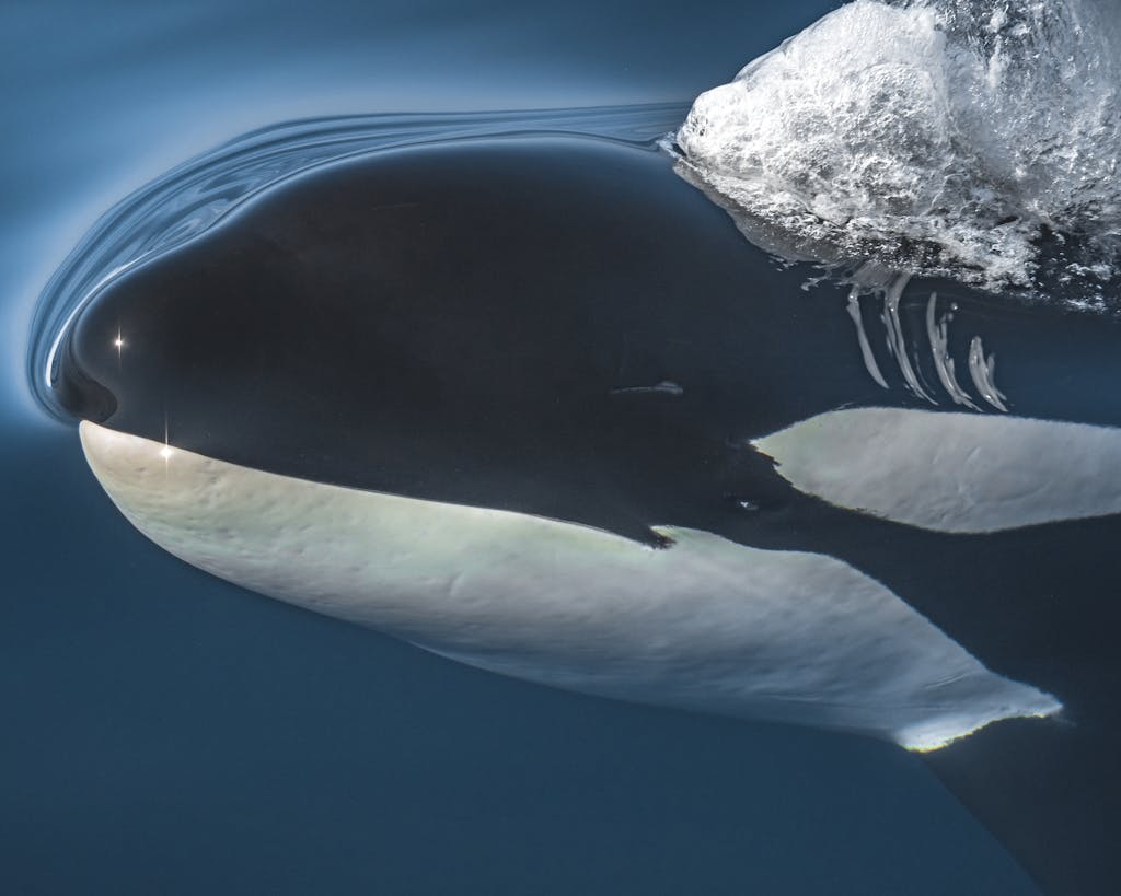 A captivating close-up of an orca surfacing in the ocean near Santa Barbara, California.