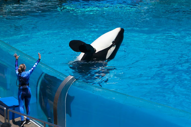 Trainer interacts with an orca in a marine park, promoting public education